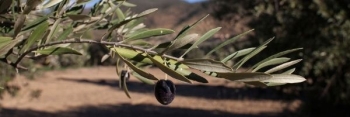Overview of the Olive Oil Sector in Tunisia