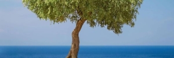 The Olive tree : Ecological Impact