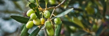 Tunisia’s Oldest Olive Tree 