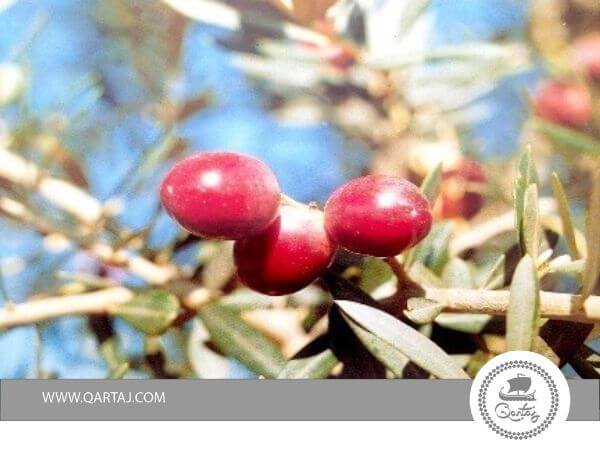 Gerboui-olive-tree