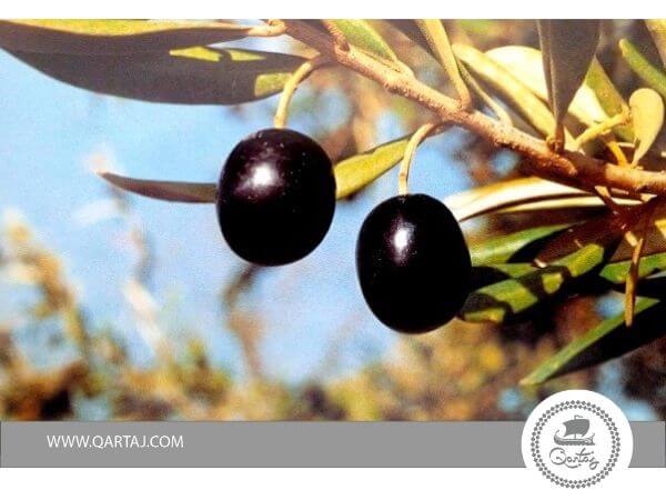 Zarrazi-olive-tree