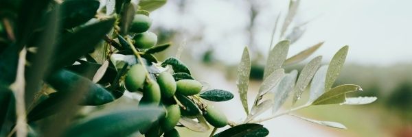 The Olive Tree: Economic Impact 