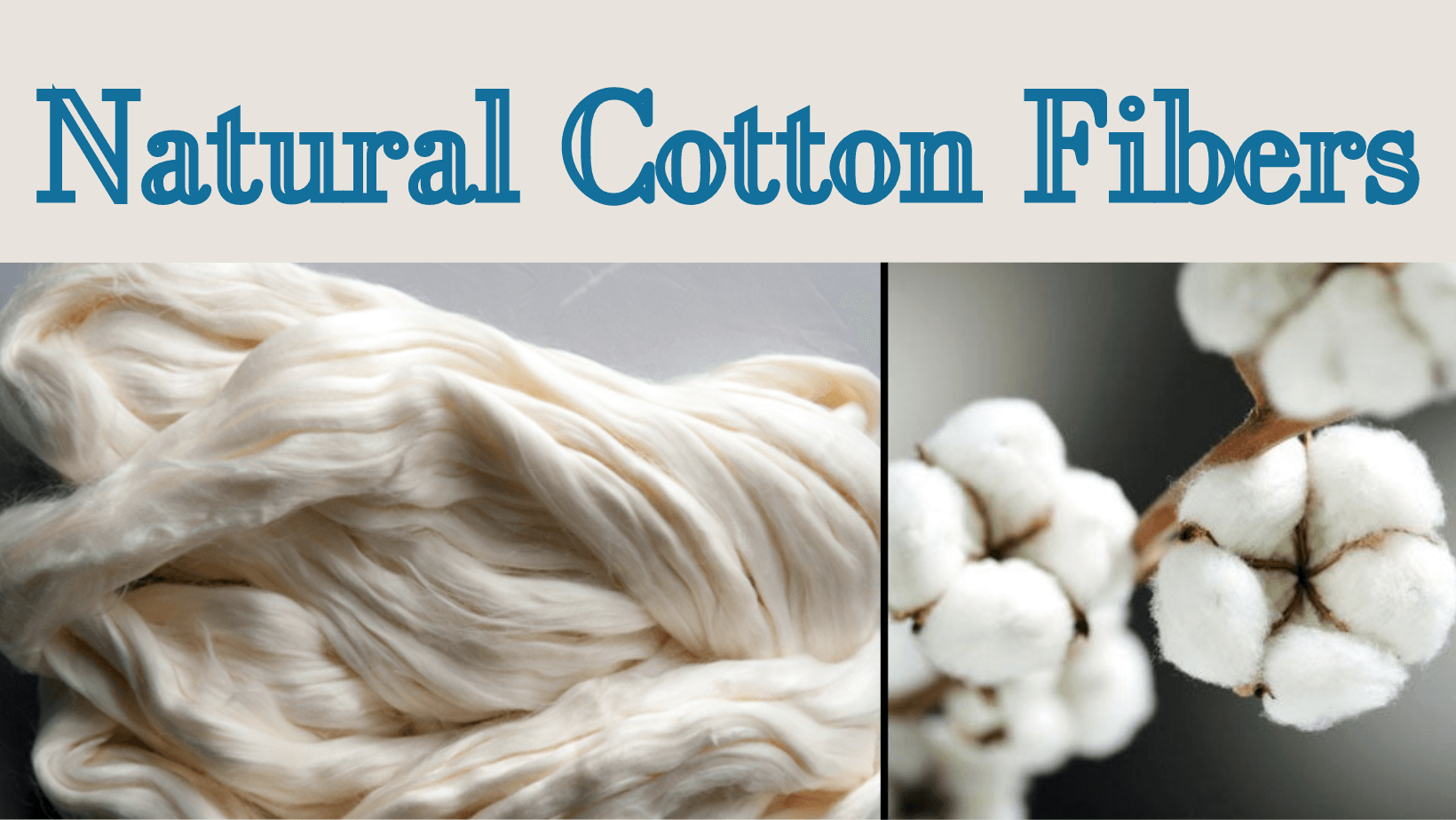 Natural_cotton_fibers