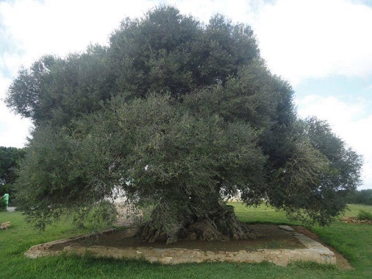 An olive tree located in Tunisia and is 2500 years old.